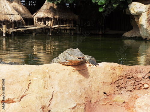 Crocodile qui se prélasse 