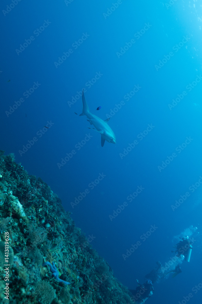 Fototapeta premium Hard Coral Slope 3