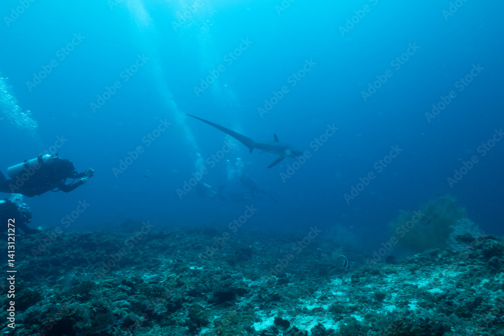 Obraz premium Thresher shark with diver 3
