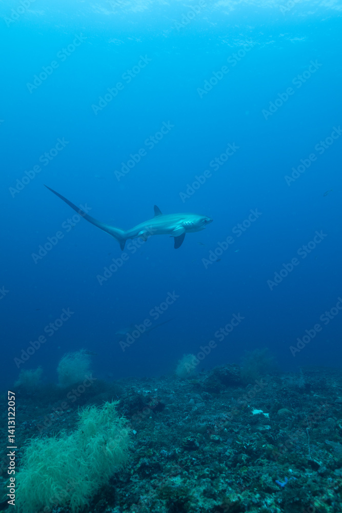 Fototapeta premium White Tip Alley 2