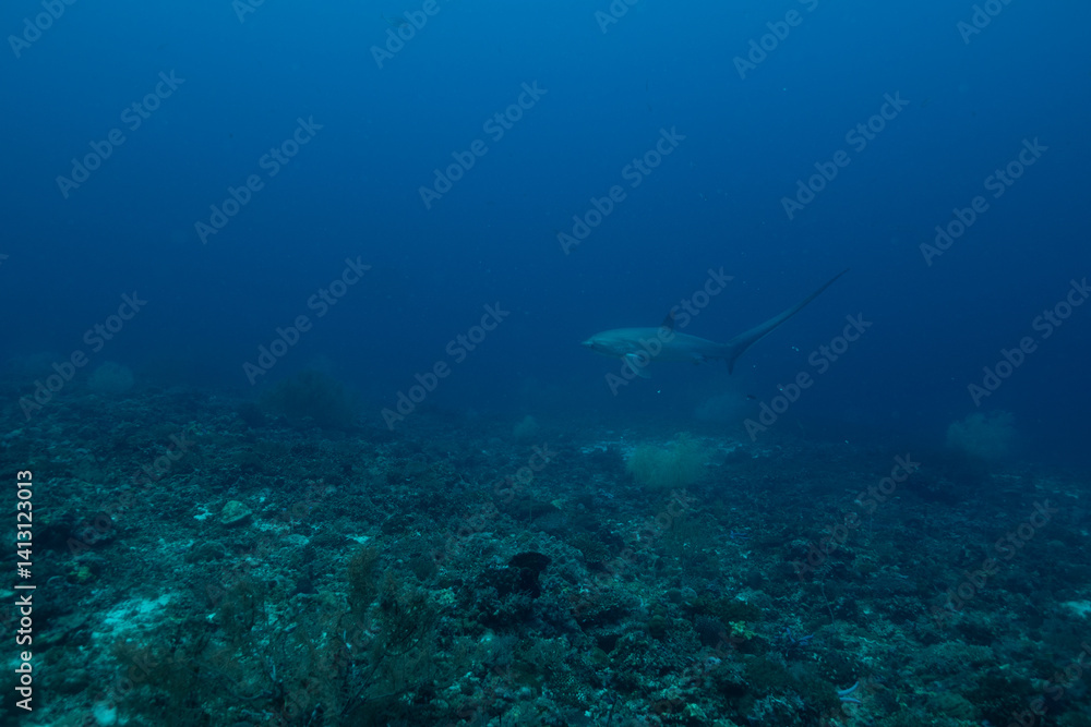 Obraz premium White Tip Shark 2