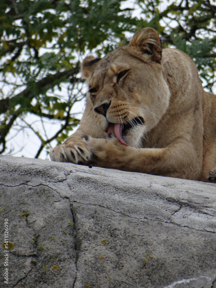Obraz premium female lion liking