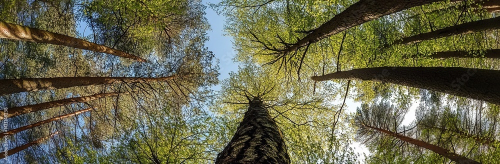 Fototapeta premium Upward forest canopy view. Sunlight filters through dense foliage, symbolizing nature's vitality. Applications include environmental campaigns, photography exhibitions, or wellness content.