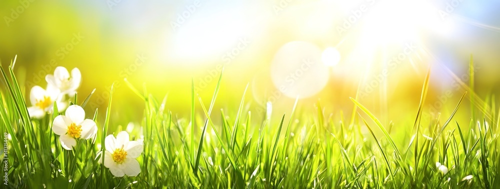 Fototapeta premium Sunlit Wildflower Field. A meadow scene blends light and flora for relaxation visuals. Applications: outdoor event promotions, nature therapy content, or eco-friendly packaging.