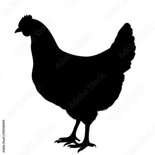 hen chicken isolated on white background