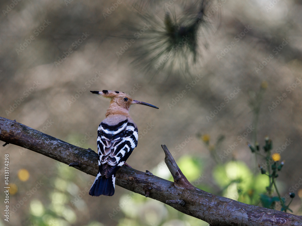 Eurasian hoopoe perched on a tree branch in a natural forest setting.