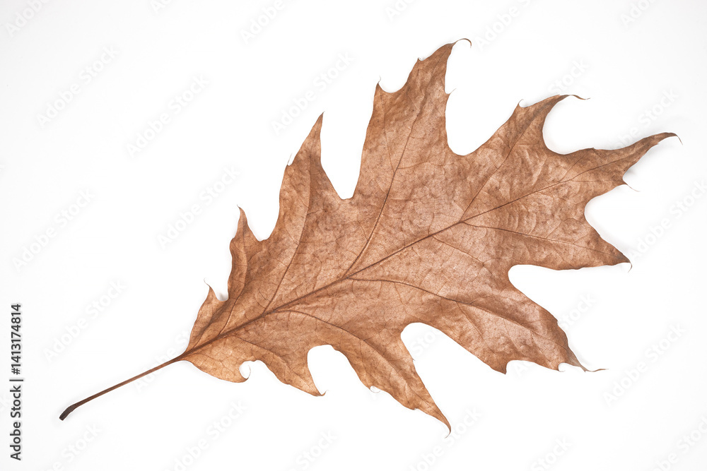 Naklejka premium A large, dried oak leaf lies flat on a white background, highlighting its detailed veins and distinctive lobes. The soft brown color emphasizes its age and fragility.