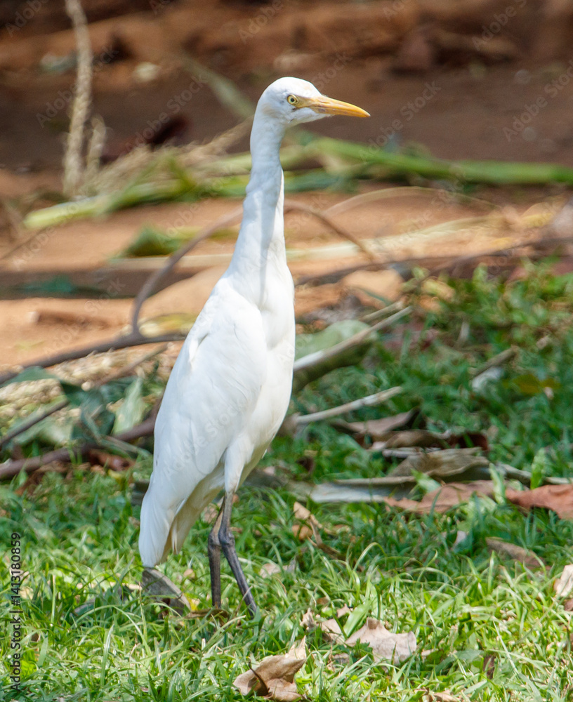 A white bird with a yellow beak stands in a grassy field A white bird with a yellow beak stands in a grassy field