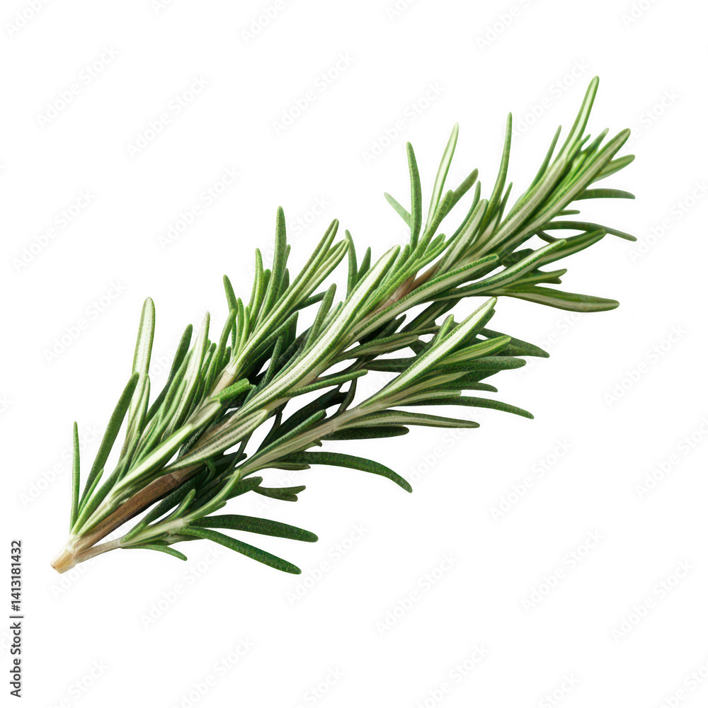 Fototapeta premium Fresh rosemary sprig for culinary inspiration and herbal benefits