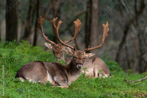 Fallow deer sitting and resting in a forest on green grass