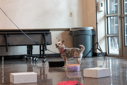 Fotografie Small breed dog alerting her owner she found the odor