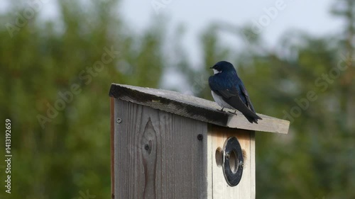 Tree Swallow around Yaquina Bay in Newport, Oregon