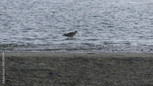 Long-billed Curlew picks morning food out of the sand in Newport, Oregon