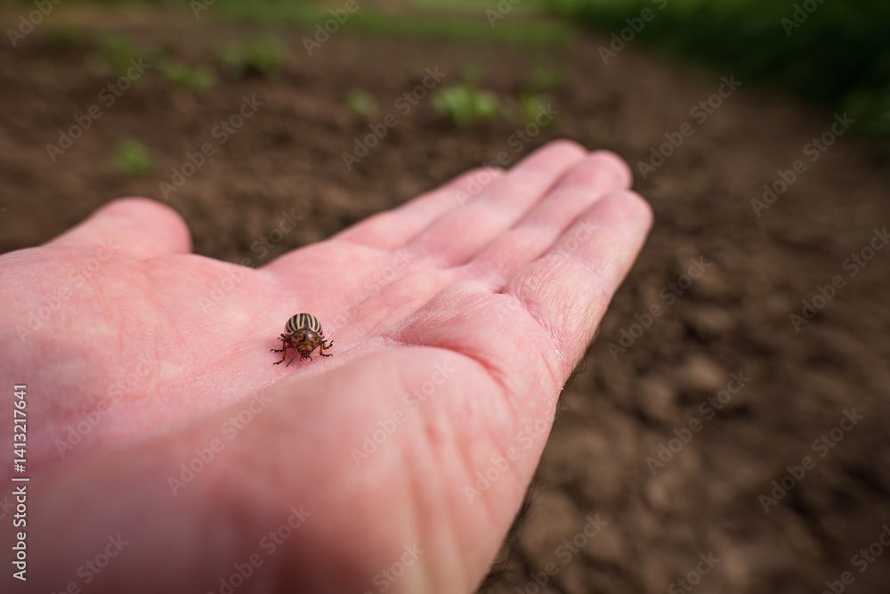 Obraz premium Colorado potato beetle on human palm outdoors 