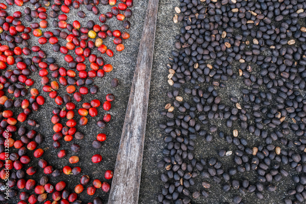 Coffee Processing Stages: Fresh to Dried Cherries. Natural Method Coffee Bean Fermentation Showing Evolution from Red Ripe Coffee Cherries to Black Dried Coffee Beans, Traditional Processing Technique