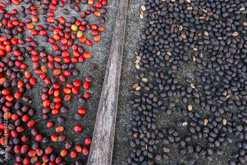 Obraz na płótnie Coffee Processing Stages: Fresh to Dried Cherries. Natural Method Coffee Bean Fermentation Showing Evolution from Red Ripe Coffee Cherries to Black Dried Coffee Beans, Traditional Processing Technique w salonie