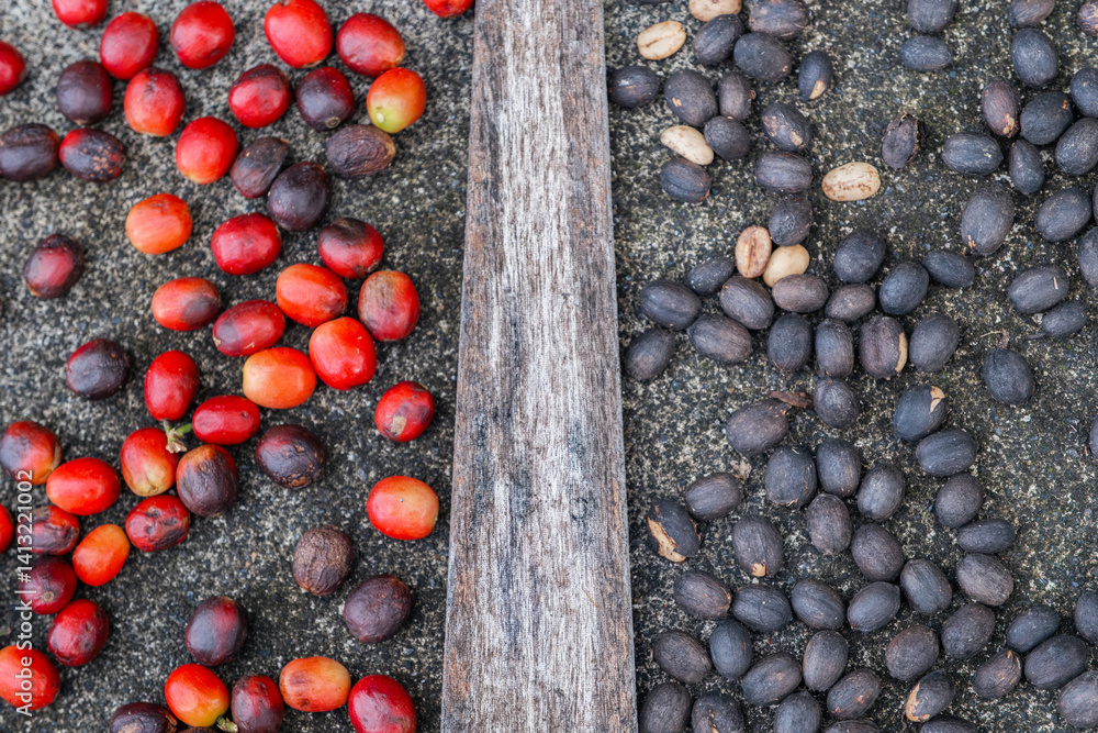 Coffee Bean Evolution: Red to Black Drying Process. Various Stages of Coffee Cherry Showing Fresh Harvested Fruits and Sun-Dried Beans, Specialty Coffee Processing Method Used in Premium Production