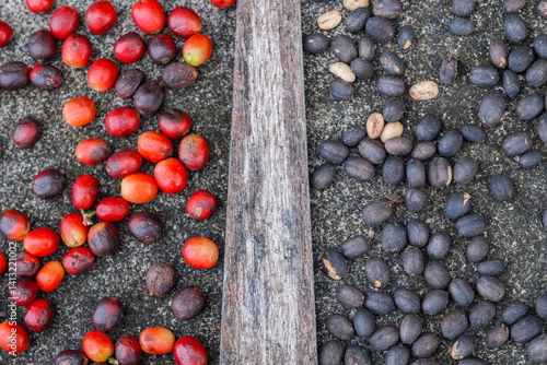 Obraz na płótnie Coffee Bean Evolution: Red to Black Drying Process. Various Stages of Coffee Cherry Showing Fresh Harvested Fruits and Sun-Dried Beans, Specialty Coffee Processing Method Used in Premium Production w salonie