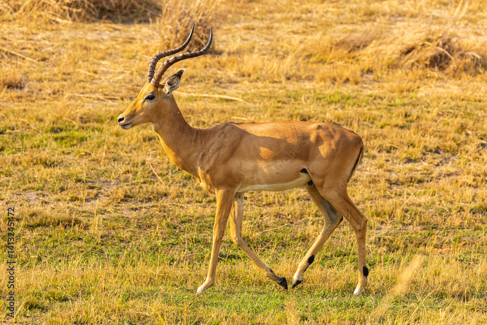 Fototapeta premium Close up of Impala (Aepyceros melampus) walking on savanna