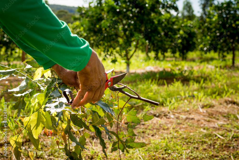 Fototapeta premium agroforestry system, hands of man pruning eucalyptus