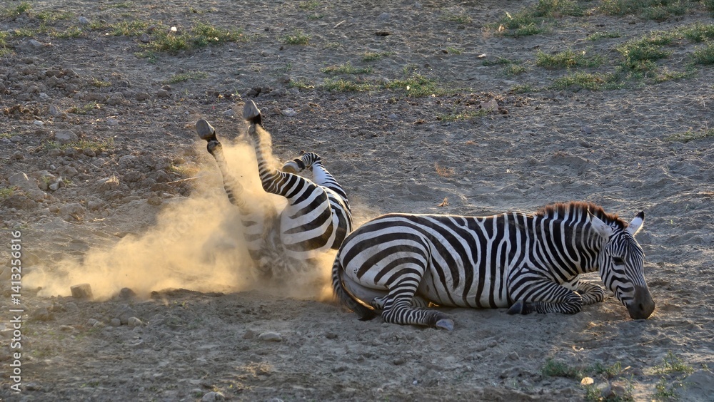 animals, photos of wild zebras