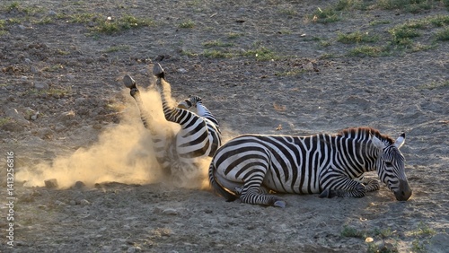 Obraz na płótnie animals, photos of wild zebras w salonie