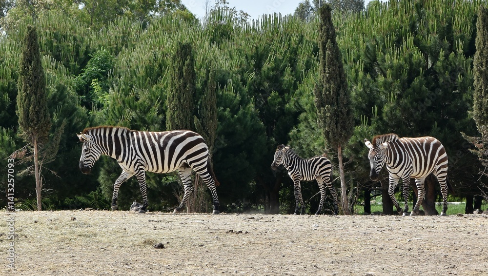 animals, photos of wild zebras