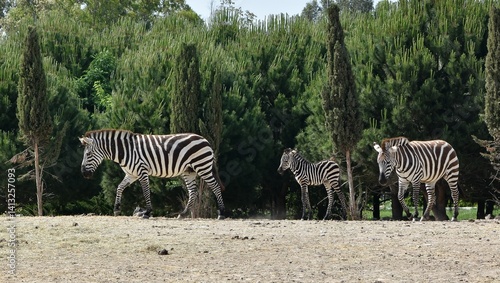 Obraz na płótnie animals, photos of wild zebras w salonie