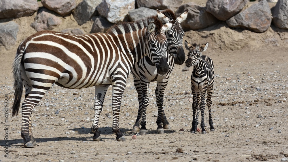animals, photos of wild zebras