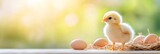 Newborn chick standing on wooden table near nest with fresh eggs in a chicken coop with sunlight in the background representing organic farming and healthy lifestyle