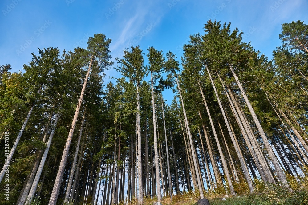 Tall pine trees