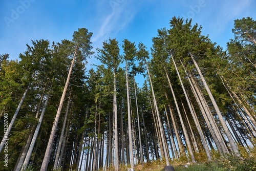 Obraz na płótnie Tall pine trees w salonie