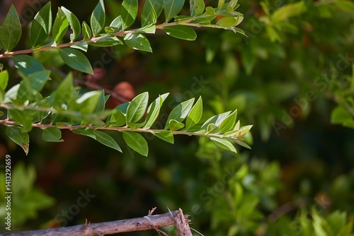 Green Leaves Branch Plant Detail