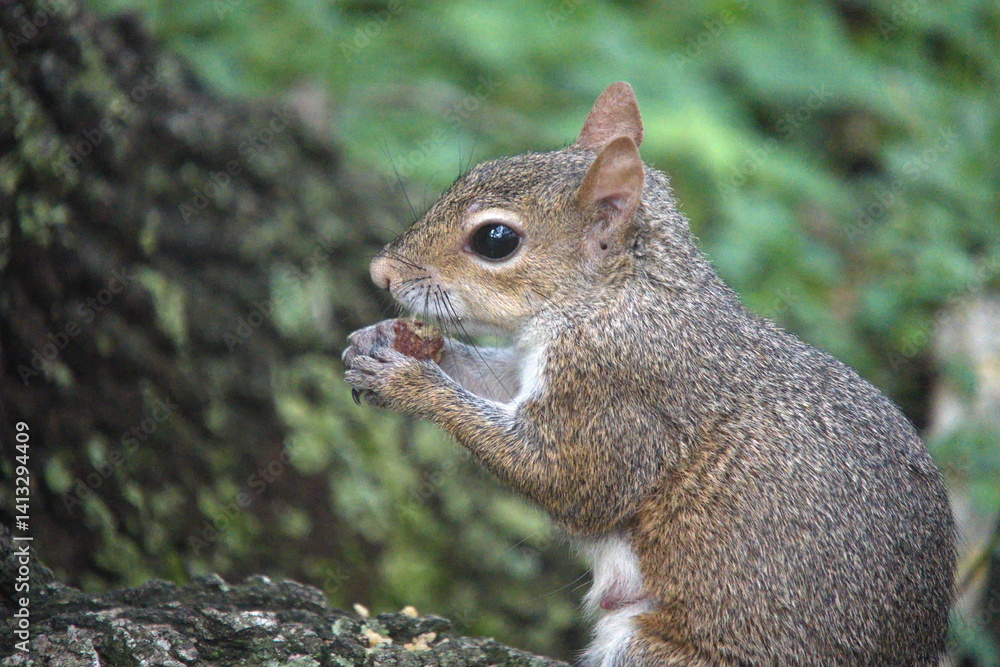 Close up of an eastern gray squirrel (Sciurus carolinensis) in a city park in Fort Lauderdale, Florida, USA Close up of an eastern gray squirrel (Sciurus carolinensis) in a city park in Fort Lauderdale, Florida, USA