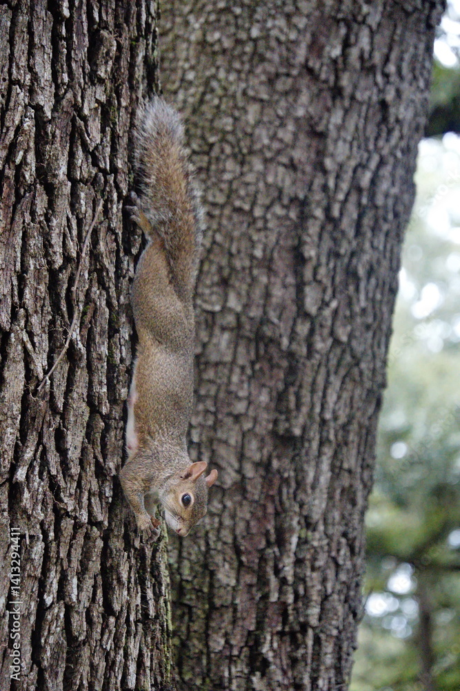 Obraz premium Eastern gray squirrel (Sciurus carolinensis) on a tree in a city park in Fort Lauderdale, Florida, USA