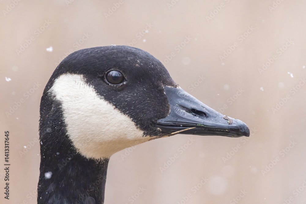 Canada goose (Branta canadensis) portrait in early spring