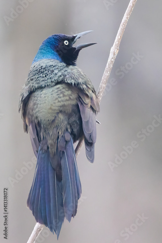 common grackle (Quiscalus quiscula) in spring