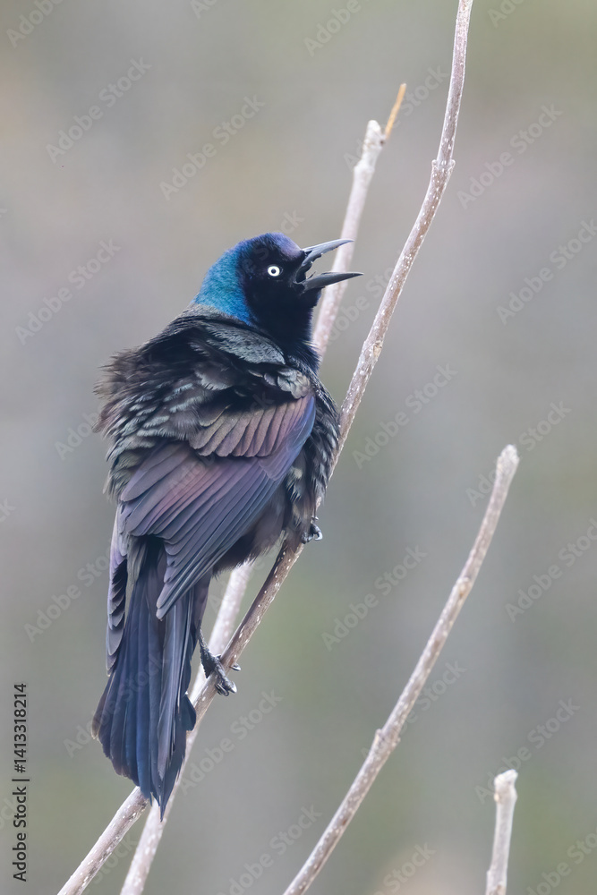 common grackle (Quiscalus quiscula) in spring