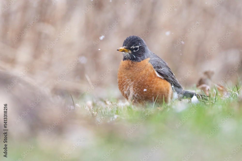 American robin (Turdus migratorius) in snowy spring day