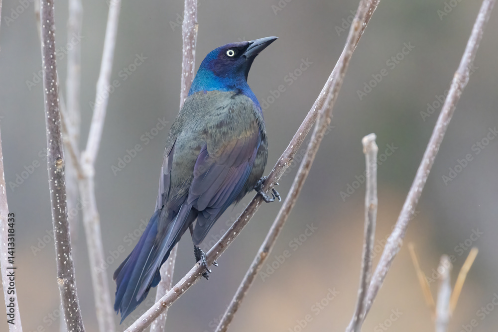 Obraz premium common grackle (Quiscalus quiscula) in spring