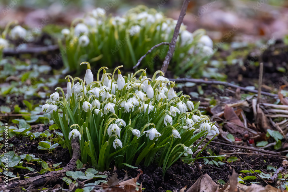 Galanthus nivalis, the snowdrop or common snowdrop
