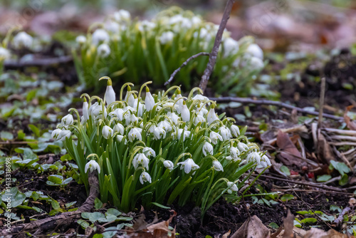 Obraz na płótnie Galanthus nivalis, the snowdrop or common snowdrop w salonie