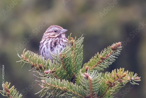Obraz na płótnie song sparrow (Melospiza melodia) in spring w salonie