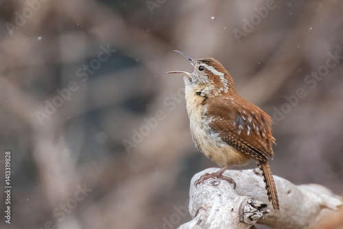 Obraz na płótnie Carolina wren (Thryothorus ludovicianus) singing in spring w salonie