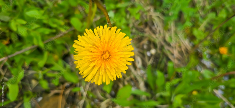 Bright yellow dandelion flowers in a green meadow - Taraxacum Bright yellow dandelion flowers in a green meadow - Taraxacum