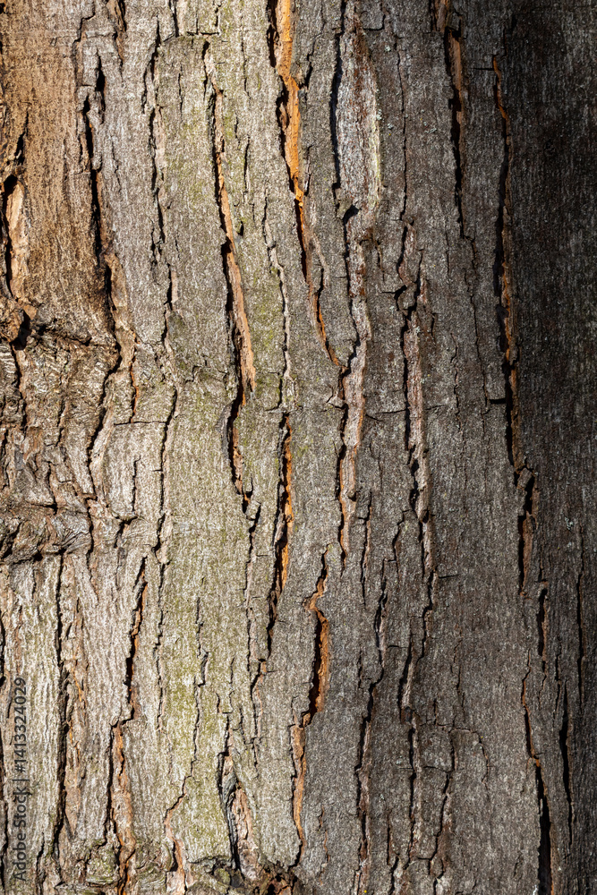 Close up tree bark texture as a wooden background Close up tree bark texture as a wooden background