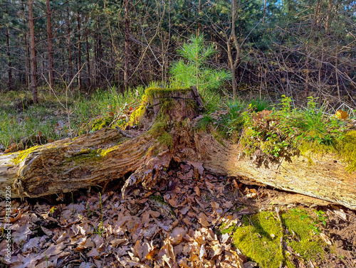 Stary zmurszały pniak, pozostałość po ściętym drzewie. Na szczycie pniaka widać, rosnącą na nim małą, zieloną sosnę.