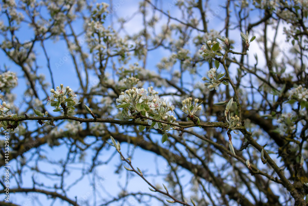 White blossoming apple trees in the sunset light. Spring season, spring colors. White blossoming apple trees in the sunset light. Spring season, spring colors.