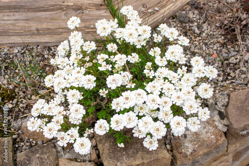 Close-up bunch of small white flowers in bloom. Iberis sempervirens blossom. Evergreen candytuft