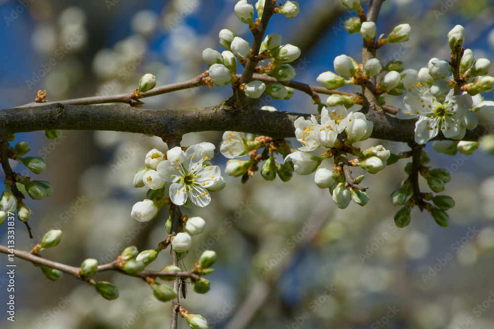 cherry plum flower on a twig on a sunny spring day cherry plum flower on a twig on a sunny spring day